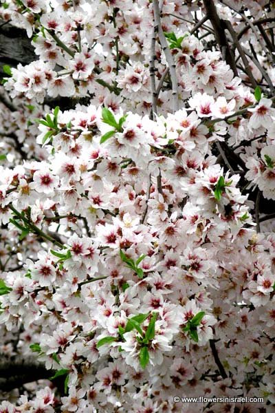 Israel native plants and trees: Almond tree in Ein Karem